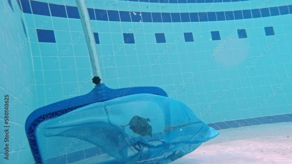 Cleaning the pool with a skimmer net. The skimmer net captures fallen