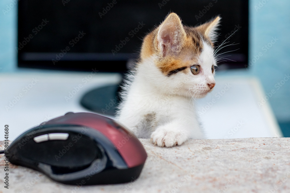 A small white spotted kitten near a computer mouse and monitor. Work in the office. A cat near the computer A small white spotted kitten near a computer mouse and monitor. Work in the office. A cat near the computer