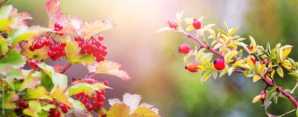 Viburnum and rosehip branches with red berries on a blurred background in sunny weather Viburnum and rosehip branches with red berries on a blurred background in sunny weather