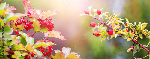 Viburnum and rosehip branches with red berries on a blurred background in sunny weather