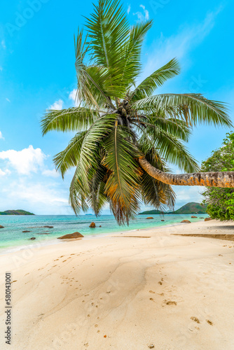 Fototapeta Naklejka Na Ścianę i Meble -  Palm tree by the sea in Anse Boudin beach