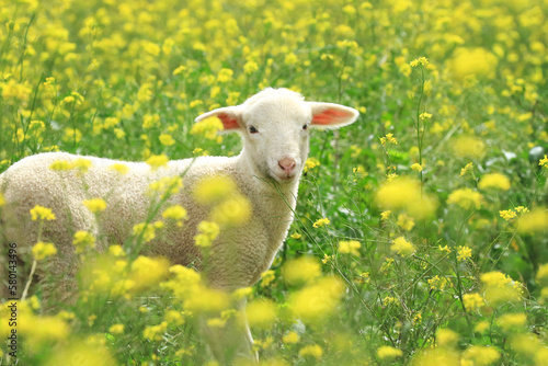 Lamm in Wiese mit gelben Blumen 
