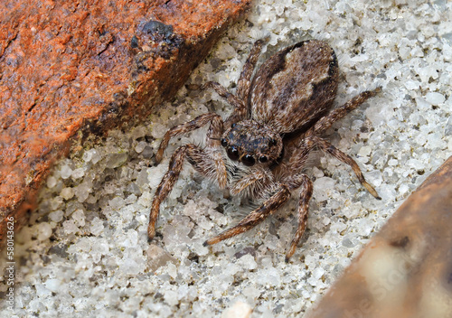 A Close-up Focus Stacked Image of a Tan Jumping Spider in The Mortor Joint of a Brick Wall