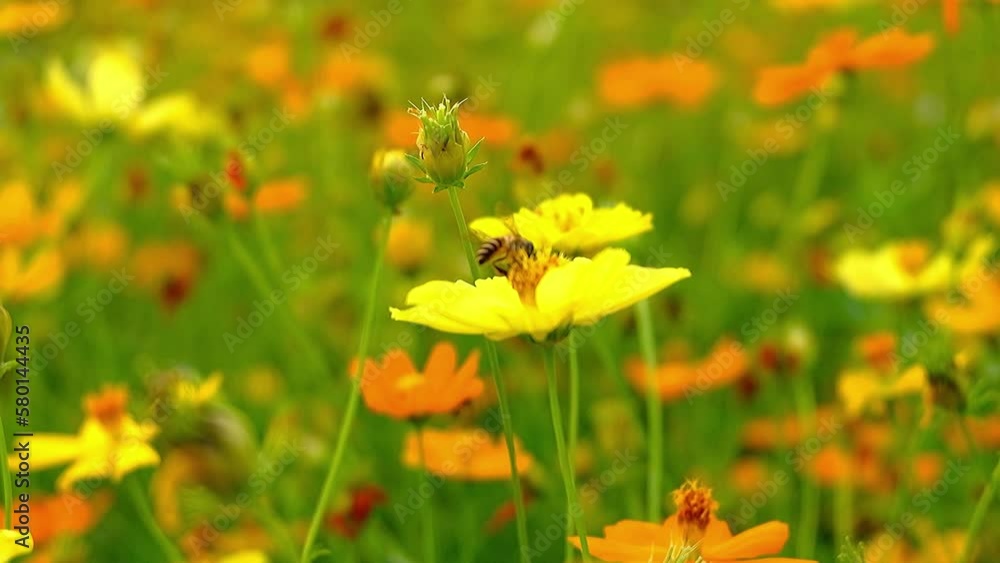 Bright yellow cosmos flowers and bees and insects swarming. in the summer Bright yellow cosmos flowers and bees and insects swarming. in the summer