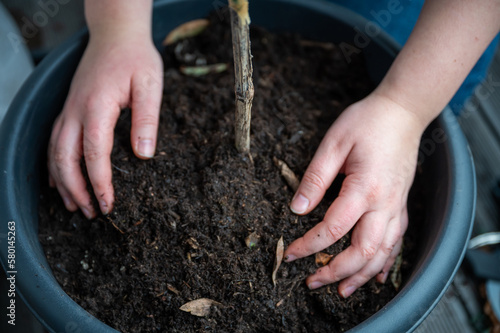 Close-up woman touching the plant soil in a large black plastic pot after repotting a fruit tree, high angle view, no visible face