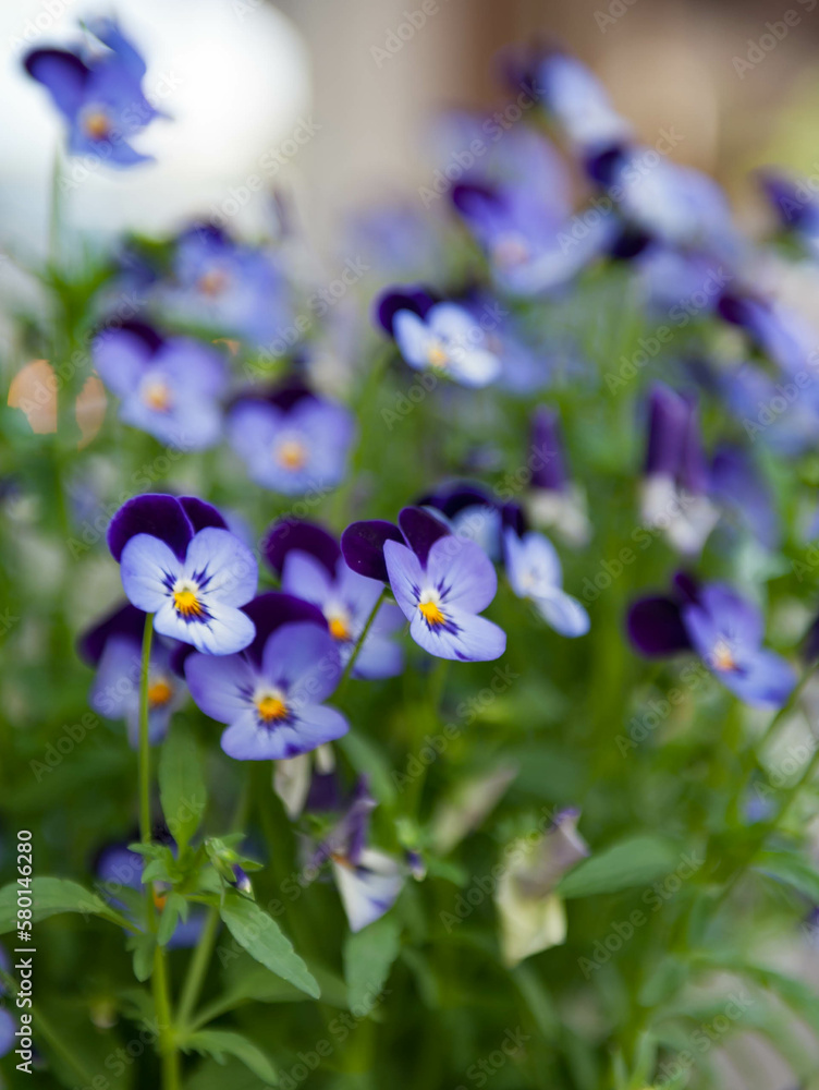 Fototapeta premium close-up of violas on garden in street of Winthrop, Washington State, USA - close-up on front violas