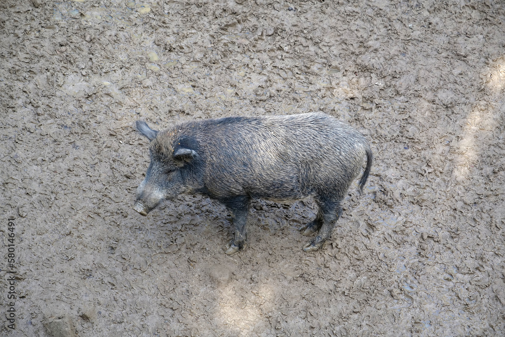 Black wild boar stands in the mud Black wild boar stands in the mud
