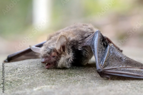 Dead evening bat in the forest photo