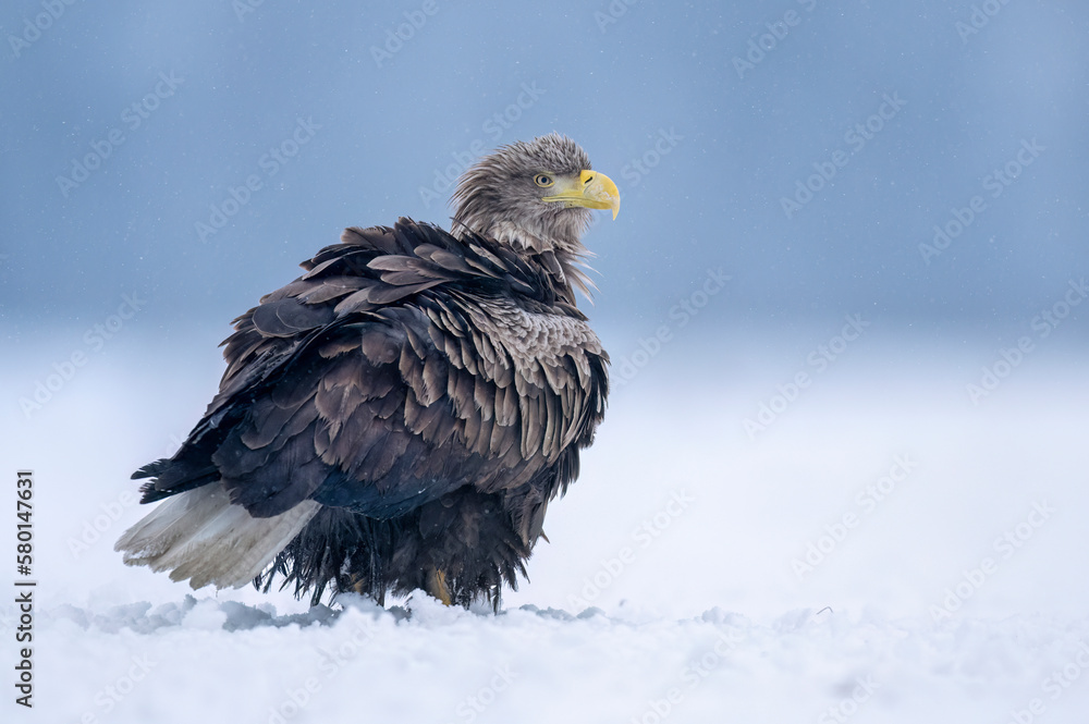 Sea eagle or white tailed eagle ( Haliaeetus albicilla) Sea eagle or white tailed eagle ( Haliaeetus albicilla)
