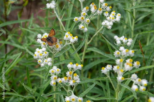 Wild orange moth feeding on white wild flowers