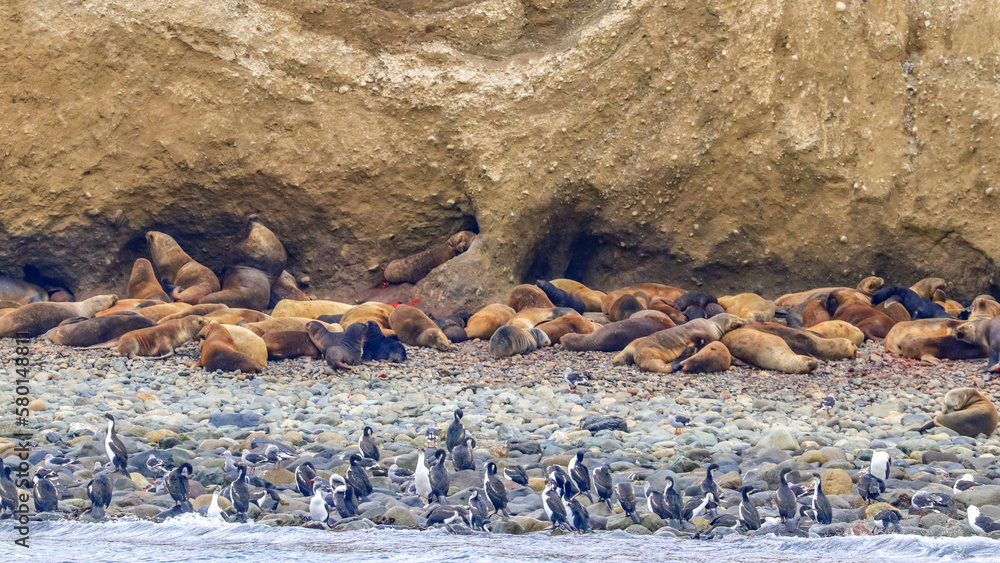 Fototapeta premium Magdalena Island, Punta Arenas, Chile