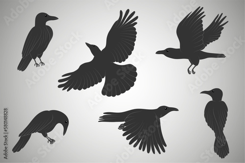 Black ravens set. Crow vector art. Flying birds vector illustration  flat style.