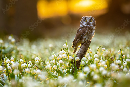 Canvas Print The boreal owl (Aegolius funereus) the small Owl comes alive in the spruce and fir forests