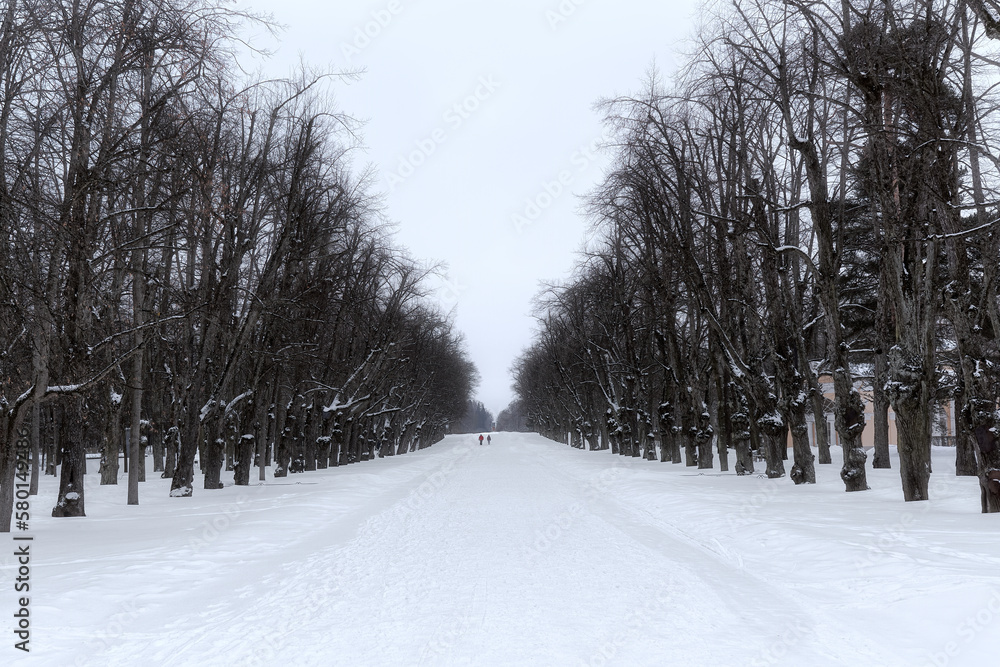 Fototapeta premium Linden alley in Pavlovsky park in winter. A lonely couple walks through a snow-covered park.