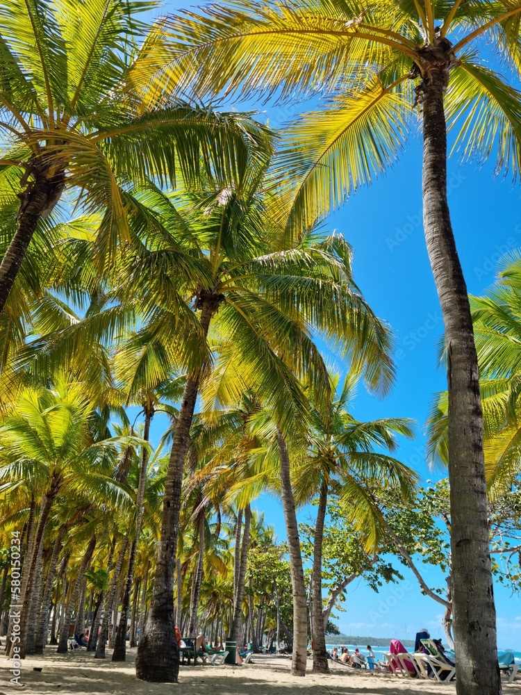 Fototapeta premium palm tree on the beach