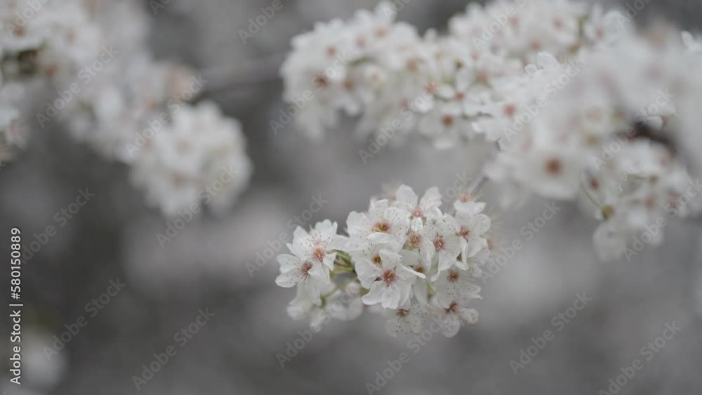 Blossom in spring, white blossoms, small white flowers, beautiful flower background wallpaper, close up macro plants, petals and leaves