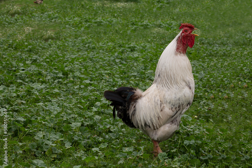 rooster in the grass,cock