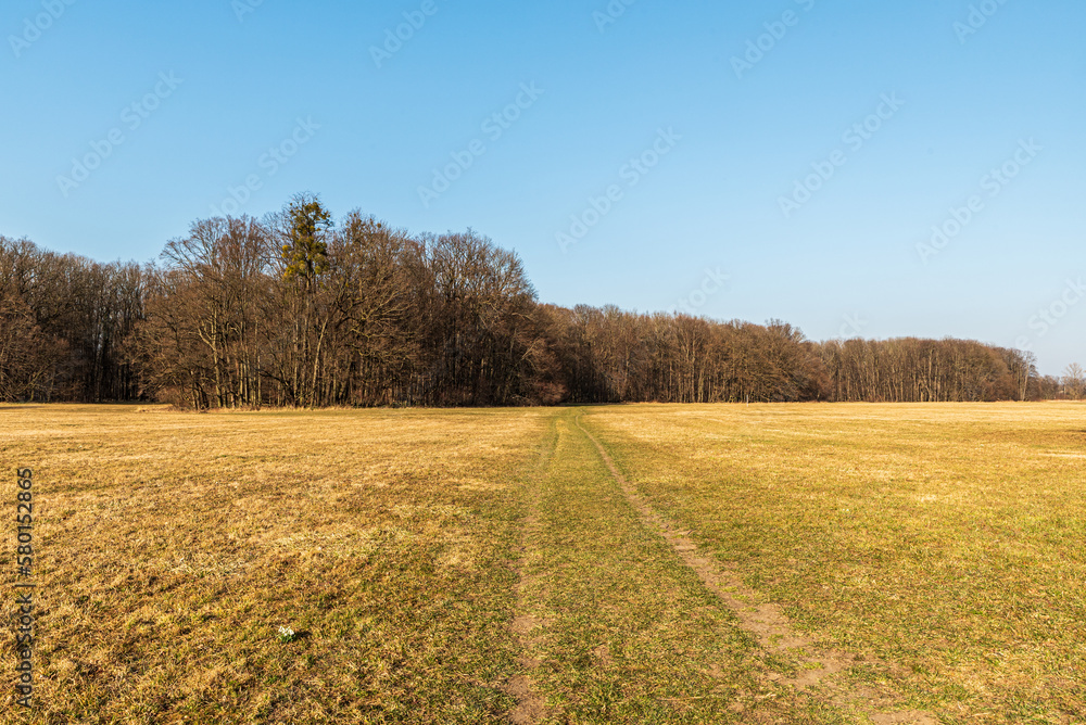 Early springtime meadow with forest around and clear sky above in CHKO Poodri in Czech republic