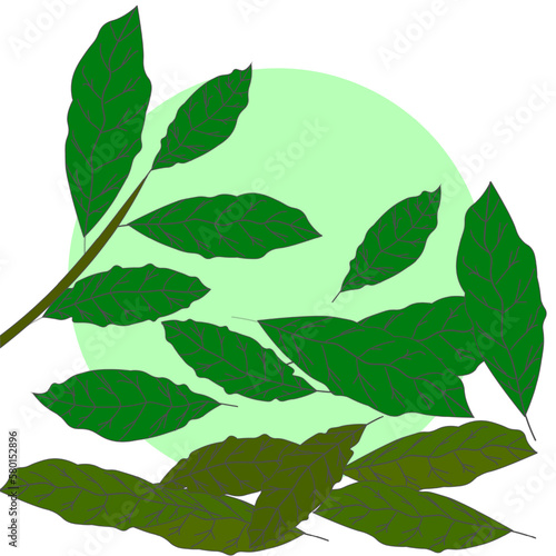 green bay leaves and dried