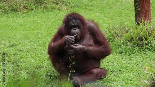 Orangutan Sumatra or Pongo abelii or Pongo pygmaeus enjoying eating grass in a grassy field. photo