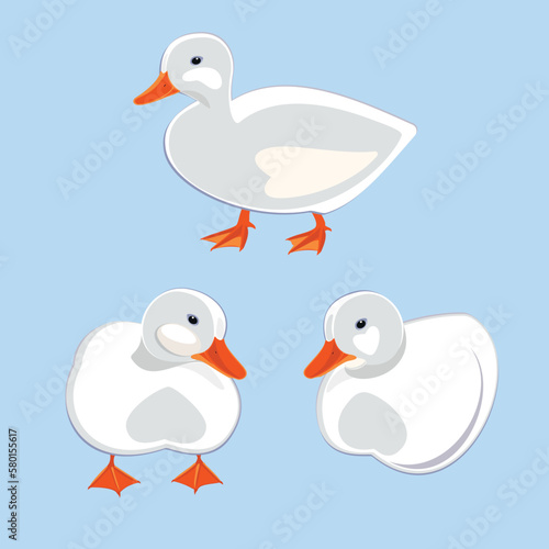 White duck isolated on blue. Vector illustration.