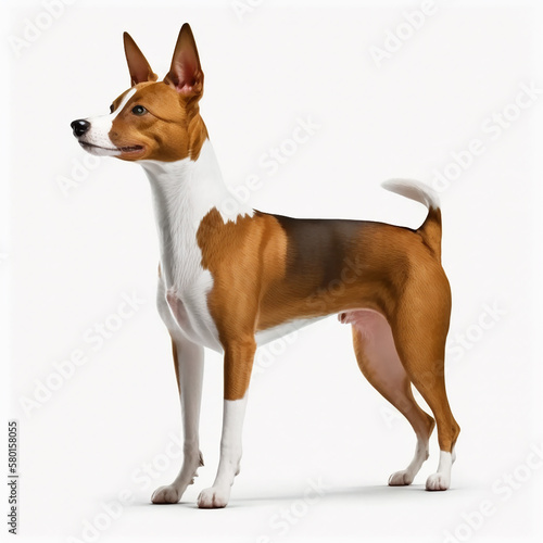 Beautiful red dog breed basenji portrait isolated on white close-up, lovely home pet