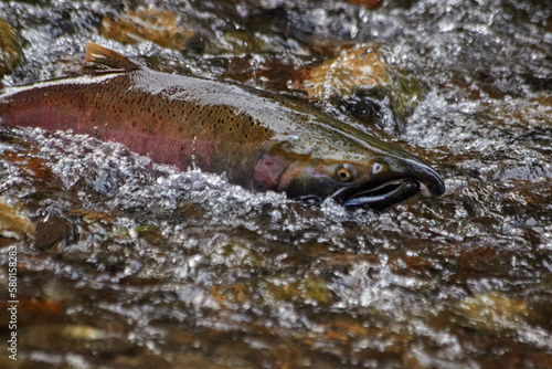 Fototapeta Naklejka Na Ścianę i Meble -  Spawning Salmon Swimming