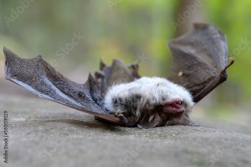 Fototapeta Naklejka Na Ścianę i Meble -  Dead bat lies on its back on a stone in the forest