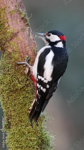 Great spotted woodpecker bird Dendrocopos major feeding