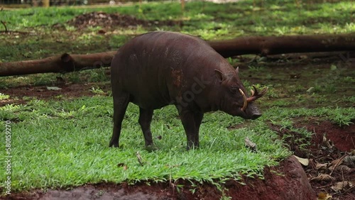 A close-up of a babirusa reveals its unique features, including curved tusks, rough skin, and expressive eyes, highlighting its distinct and intriguing appearance. photo