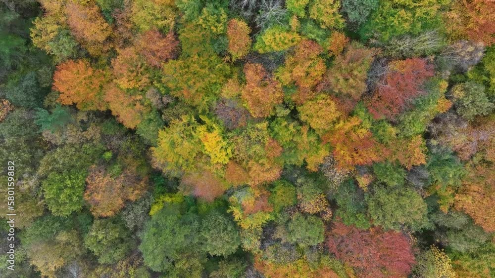 Beech forest in autumn in the surroundings of Peña el Moro. Aerial view from a drone. Armañon Natural Park. Valley of Carranza. Biscay. Basque Country. Spain. Europe Beech forest in autumn in the surroundings of Peña el Moro. Aerial view from a drone. Armañon Natural Park. Valley of Carranza. Biscay. Basque Country. Spain. Europe