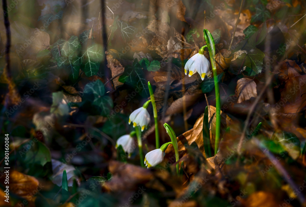 Beautiful snowdrop flowers blooming in the forest. Early spring. Beautiful snowdrop flowers blooming in the forest. Early spring.