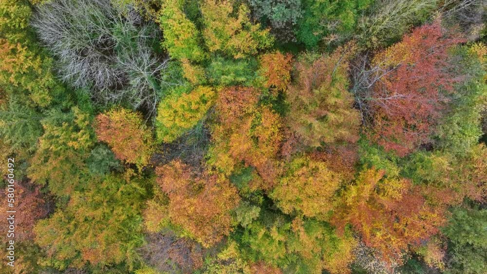Beech forest in autumn in the surroundings of Peña el Moro. Aerial view from a drone. Armañon Natural Park. Valley of Carranza. Biscay. Basque Country. Spain. Europe Beech forest in autumn in the surroundings of Peña el Moro. Aerial view from a drone. Armañon Natural Park. Valley of Carranza. Biscay. Basque Country. Spain. Europe
