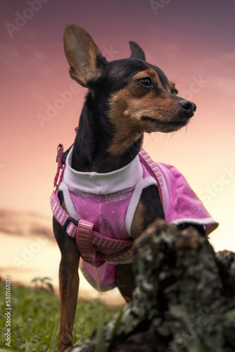 HDR portrait of a pinscher breed dog wearing pink clothes and standing with the sunset in the background