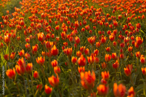 Colourful Bulbfields in spring  photo