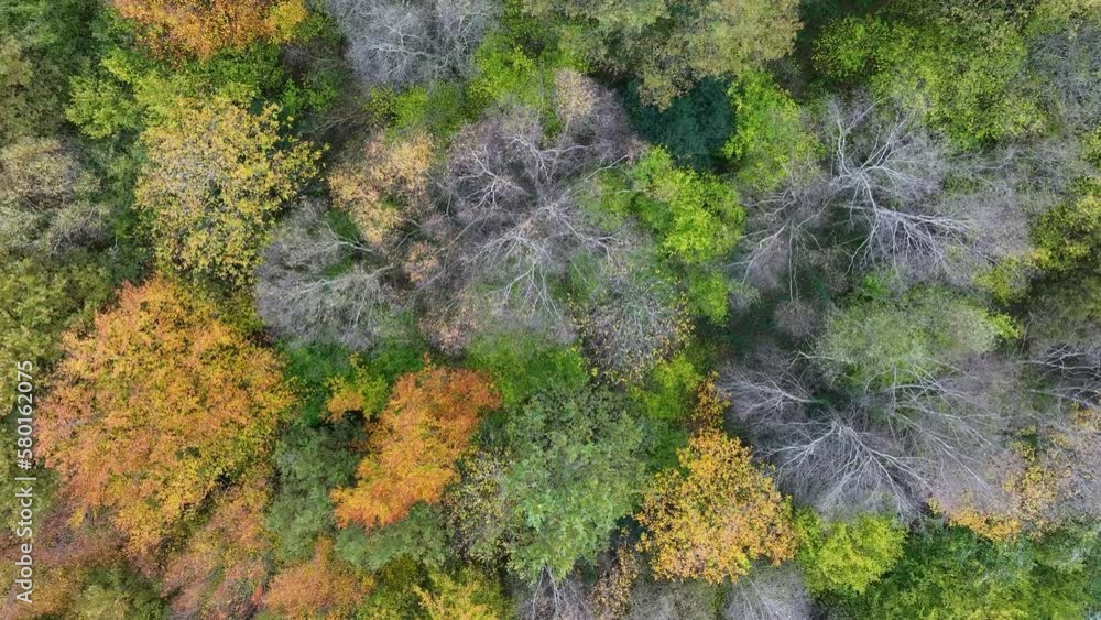 Beech forest in autumn in the surroundings of Peña el Moro. Aerial view from a drone. Armañon Natural Park. Valley of Carranza. Biscay. Basque Country. Spain. Europe Beech forest in autumn in the surroundings of Peña el Moro. Aerial view from a drone. Armañon Natural Park. Valley of Carranza. Biscay. Basque Country. Spain. Europe
