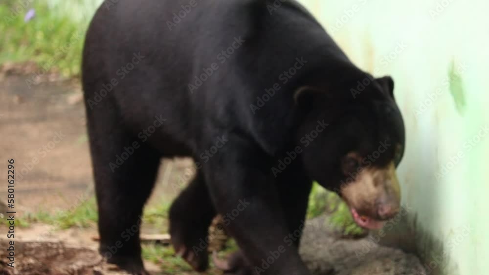 selective focus of walking sun bear or Helarctos malayanus selective focus of walking sun bear or Helarctos malayanus