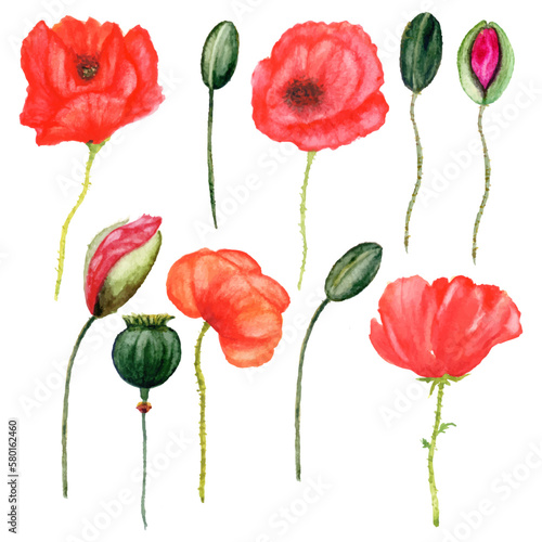 set of poppy flowers