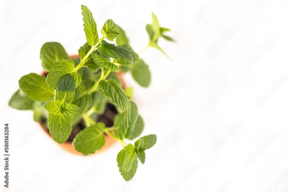 Overhead shot of Mint in terracotta pot isolated on white background Overhead shot of Mint in terracotta pot isolated on white background