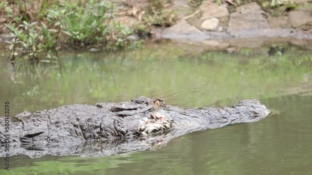 Saltwater crocodile or Crocodylus porosus is swimming in the water and winking with only its head visible. Saltwater crocodile or Crocodylus porosus is swimming in the water and winking with only its head visible.
