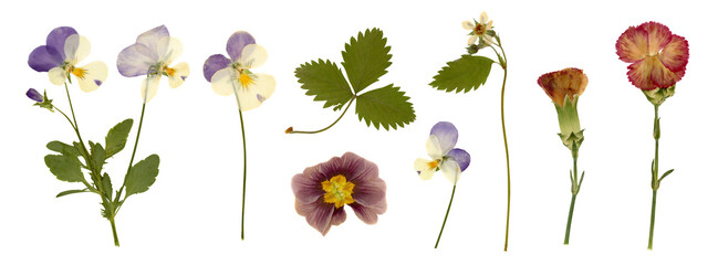 collection of pressed dry garden flowers and leaves (1), decorative gardening, wedding or herbarium design elements isolated over a transparent background