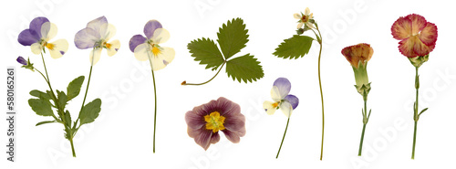 collection of pressed dry garden flowers and leaves (1), decorative gardening, wedding or herbarium design elements isolated over a transparent background