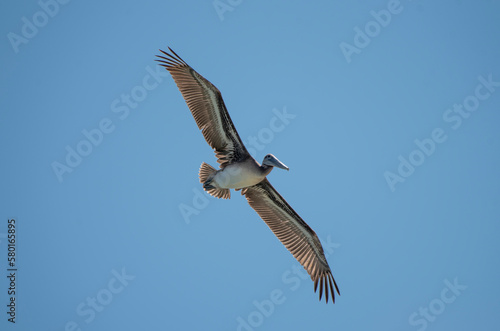 Brown Pelican © Neil