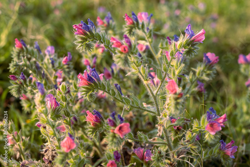 Echium plantagineum is in the rays of setting sun near the Mediterranean Sea. Flora of Israel. photo