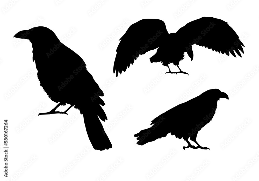 raven, crown silhouette - isolated - vector illustration raven, crown silhouette - isolated - vector illustration