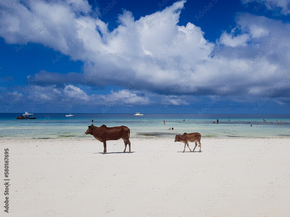 two cows stand on the beach and look at the sea against the background of clouds