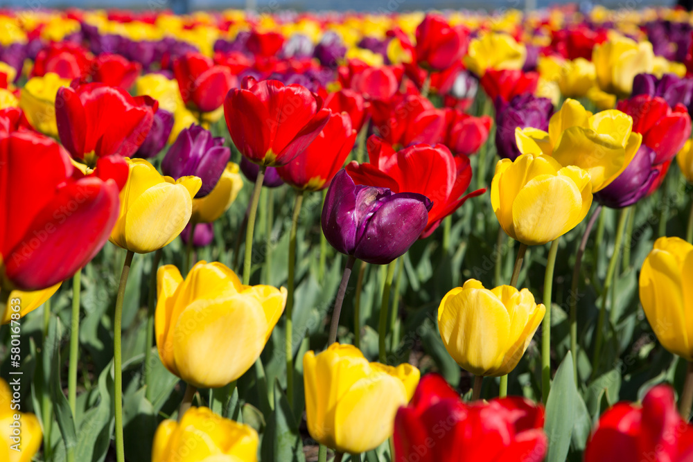 Obraz premium Roozengarde Tulip Field