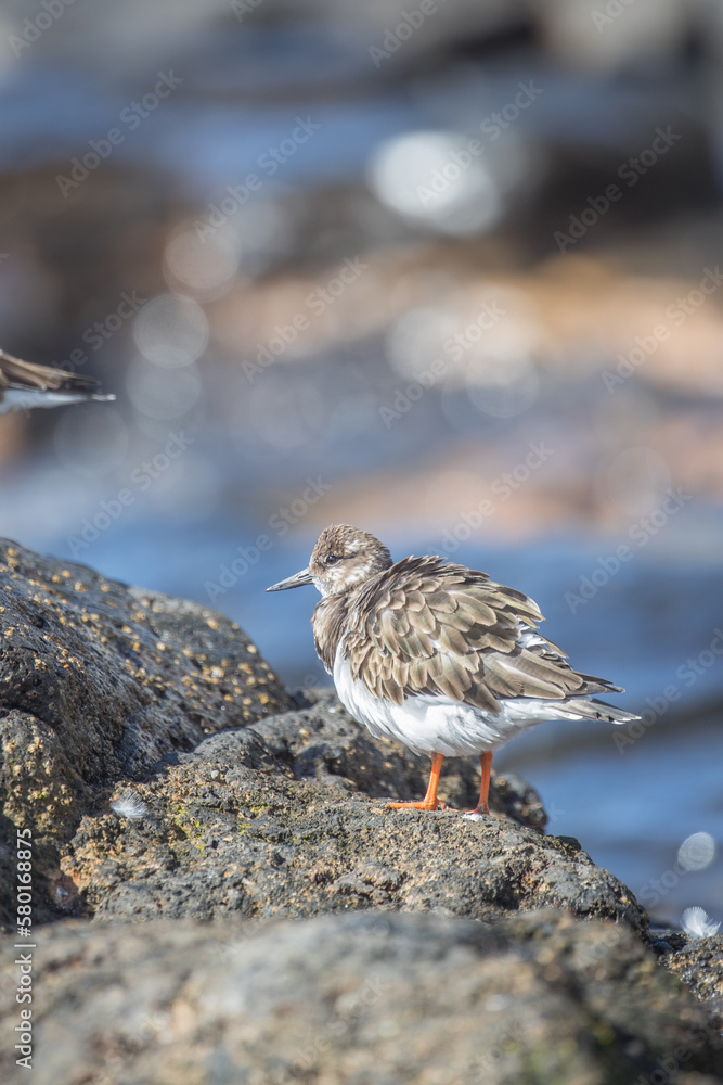 Ruddy Turnstone (Arenaria interpres) is a small wading bird, one of two species of turnstone in the genus Arenaria in Lanzarote. Ruddy Turnstone (Arenaria interpres) is a small wading bird, one of two species of turnstone in the genus Arenaria in Lanzarote.