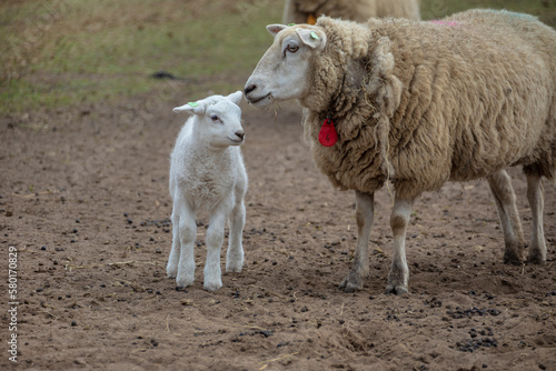 Spring lamb. Sheep in field with its new born lamb