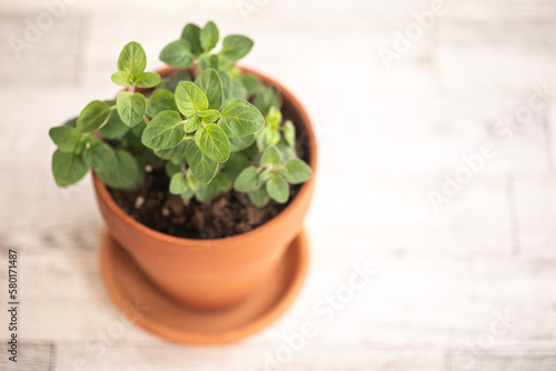 Oregano herb in terracotta pot, looking down on white background, isolated